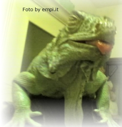Belfi_lecca.jpg (40070 byte)