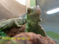 Iguan5.jpg (21539 byte)