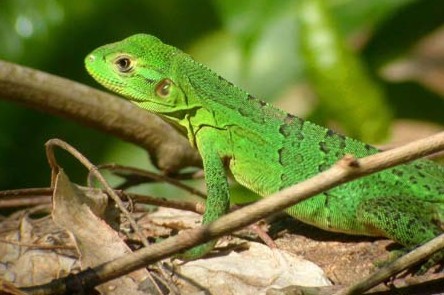 IguanaBaby.jpg (41917 byte)