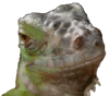 Iguana_icon.gif
