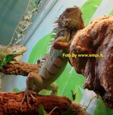 Iguans.jpg (45508 byte)