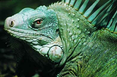Leguangreen.jpg (44466 byte)