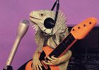 Guitar Leguan  Leguan like Music