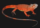 Red Iguana  Iguana rosso