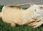 albino-iguana  Iguana verde albino
