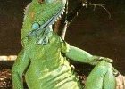 iguana-pose  Mister Leguan