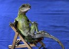 leguan sdraia  Leguan in pose 2