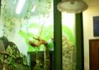 wizard.aspx1  un&#39;altra angolazione del terrario. Non è stato possibile poter fotografare il terrario intero, la stanza è troppo piccola e non permette una panoramica completa