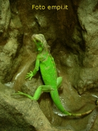 fontanaIguan.jpg (48448 byte)