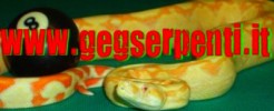 Gegserpenti.it