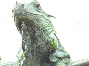 gruener_leguan0.jpg (22318 byte)
