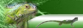 header3.jpg (11475 byte)