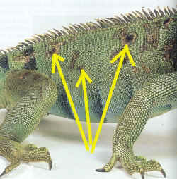 iguana-flecken.jpg