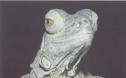 iguana-occhi.jpg