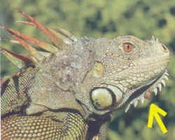 iguana-zecca.jpg