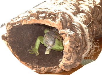 sughero nascondiglio.gif
