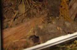 nascondiglio legno.jpg