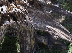 nascondiglio radice legno