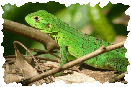 rainforestcucc.gif